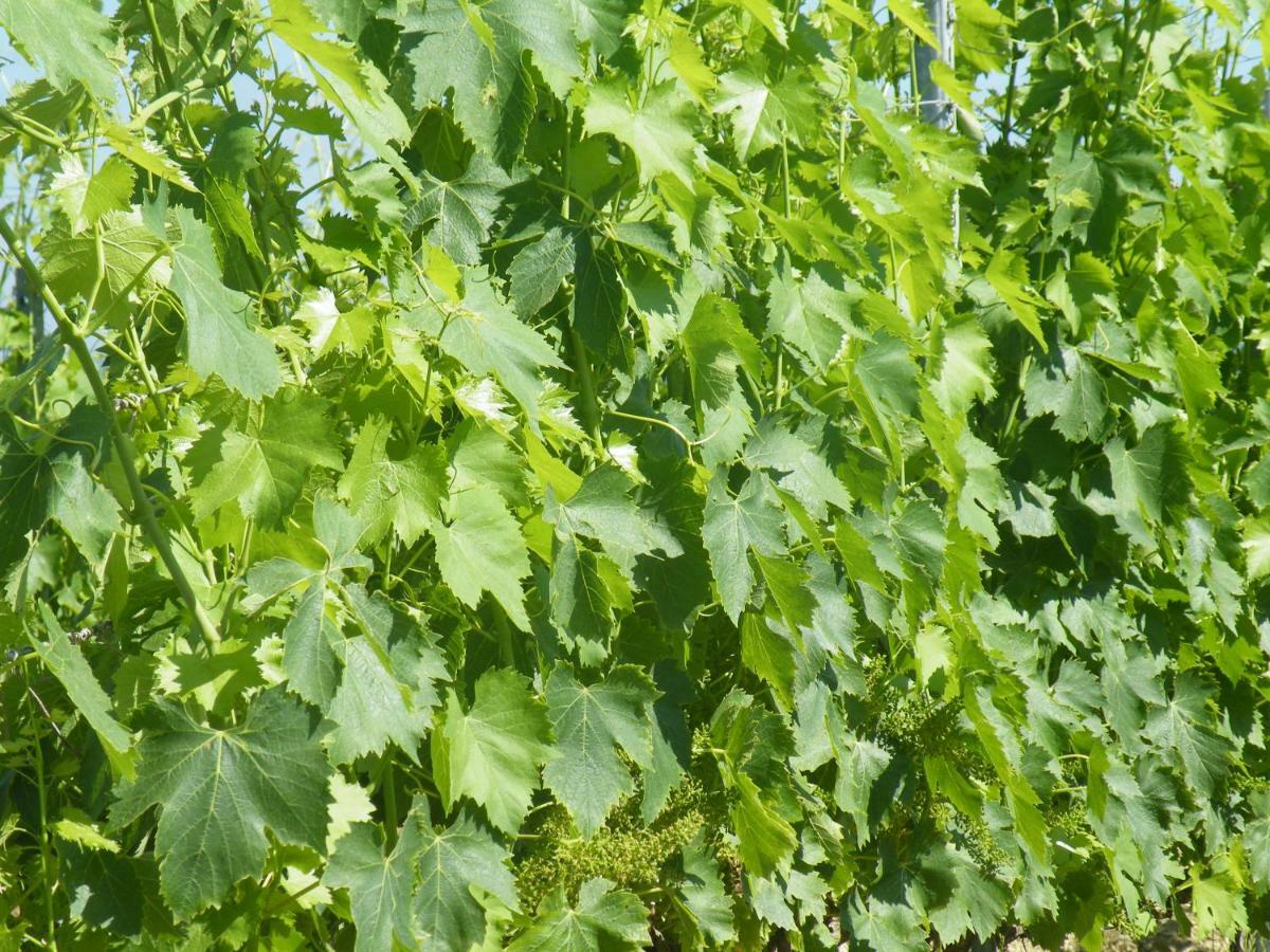 Agriturismo Le Tre Pietre - Podere Nel Chianti Quercegrossa Exterior foto